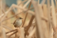 Cetie jizni - Cettia cetti - Cetti's Warbler 5158c